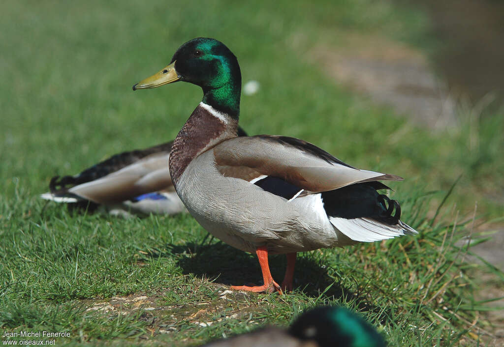 Mallard male adult breeding, identification