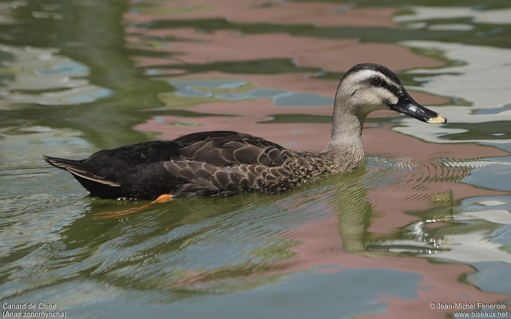 Eastern Spot-billed Duck