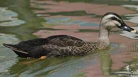 Canard de Chine