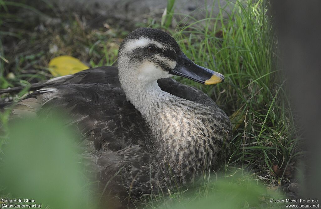 Eastern Spot-billed Duck