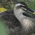 Canard de Chine