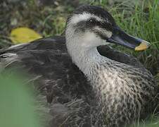 Eastern Spot-billed Duck