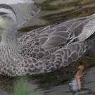 Canard de Chine
