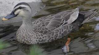 Eastern Spot-billed Duck