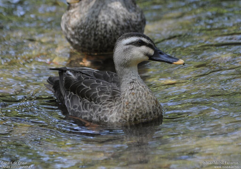 Eastern Spot-billed Duck