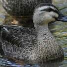 Canard de Chine