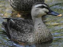 Eastern Spot-billed Duck