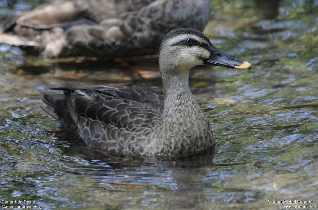 Eastern Spot-billed Duck