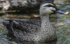 Eastern Spot-billed Duck