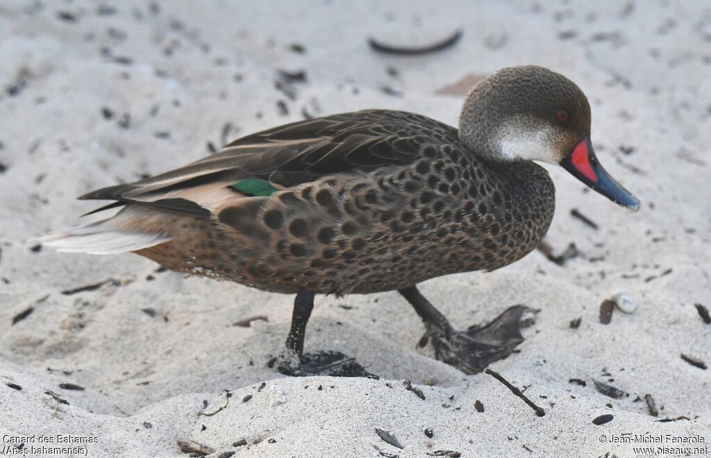 White-cheeked Pintail