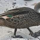 Canard des Bahamas