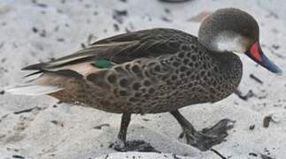 White-cheeked Pintail