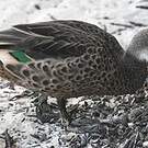 Canard des Bahamas