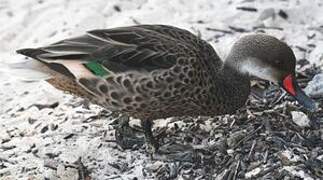 White-cheeked Pintail