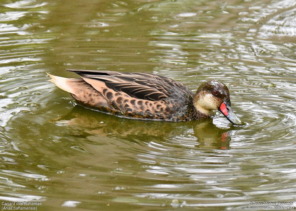 White-cheeked Pintail