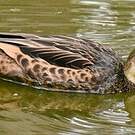Canard des Bahamas