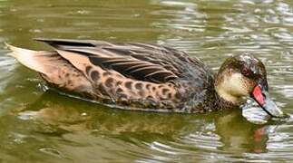 White-cheeked Pintail