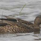 Canard des Hawaï