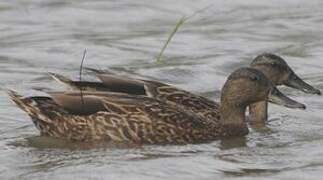 Hawaiian Duck