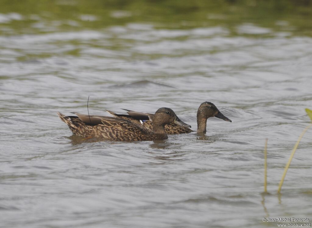 Hawaiian Duck