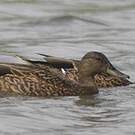 Canard des Hawaï