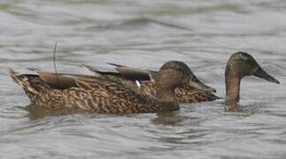 Hawaiian Duck