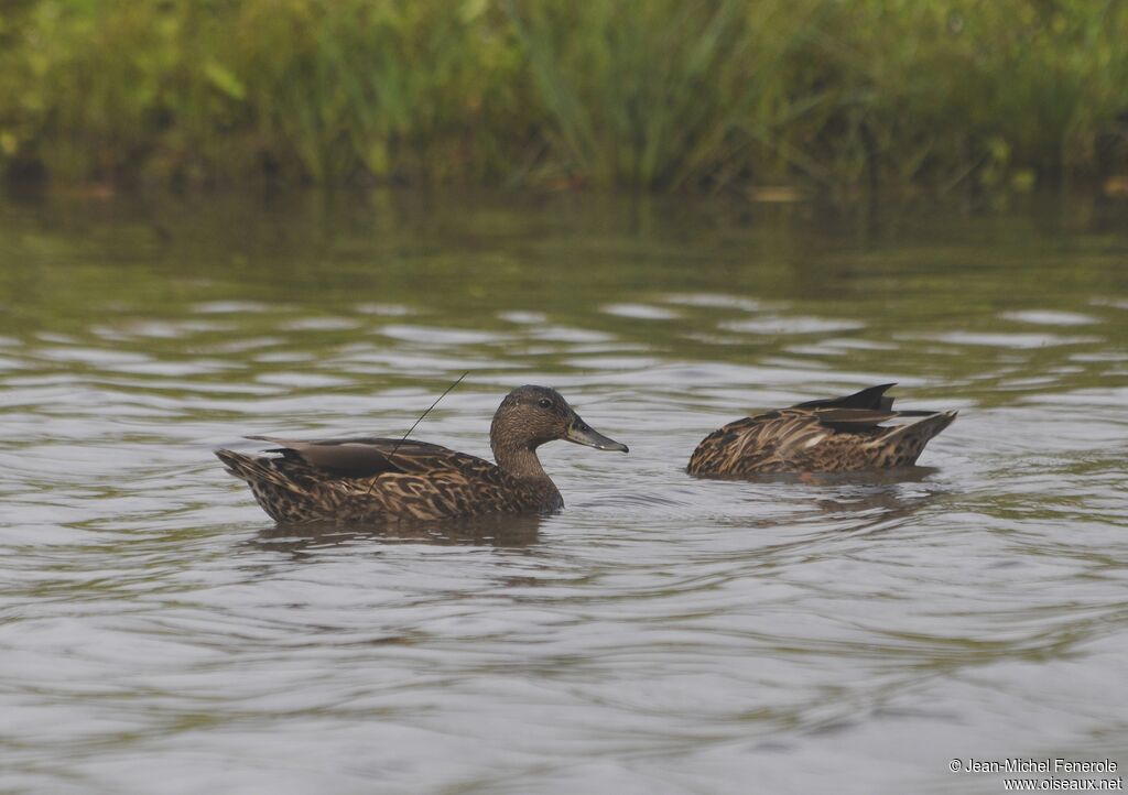 Canard des Hawaï