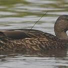 Canard des Hawaï