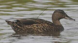 Canard des Hawaï