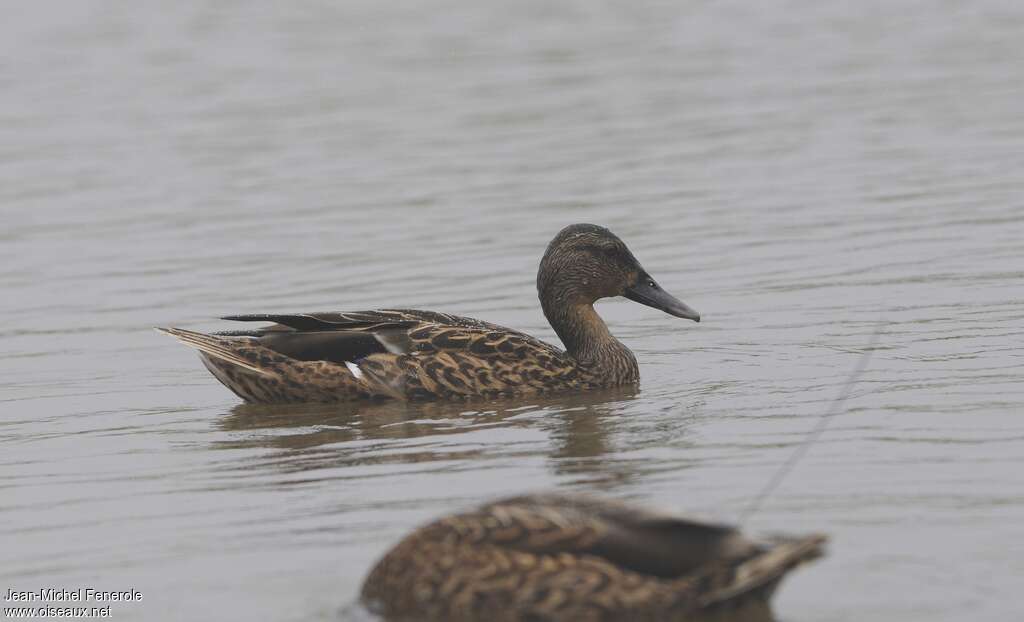 Hawaiian Duck