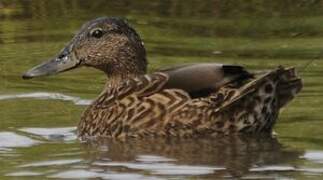 Hawaiian Duck