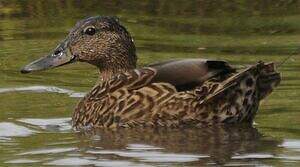 Canard des Hawaï