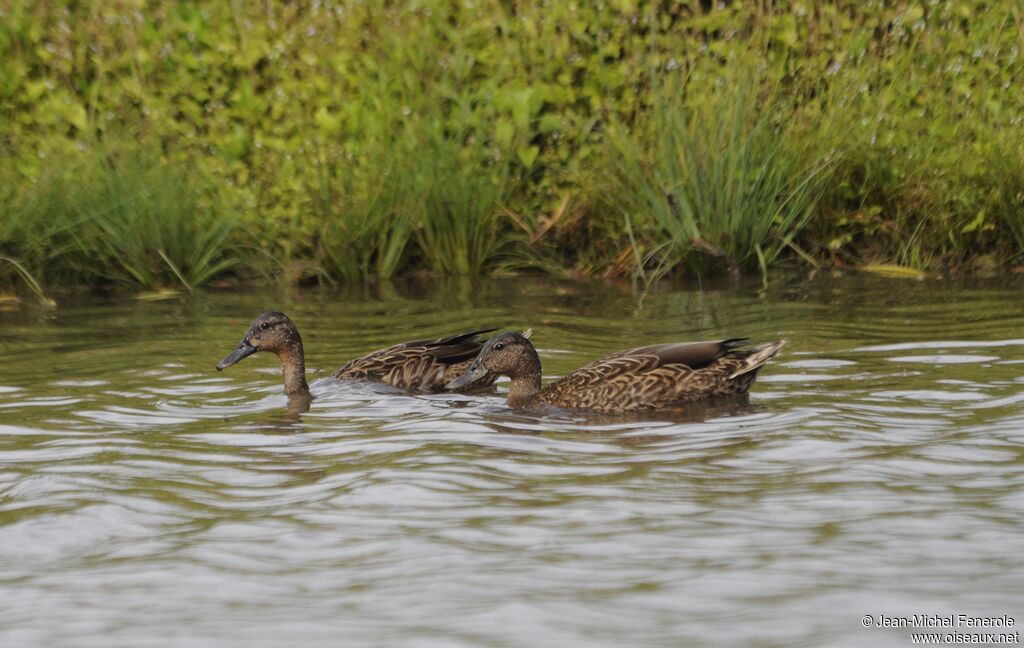 Hawaiian Duck