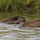 Canard des Hawaï