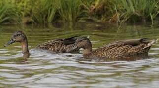 Hawaiian Duck