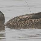Canard des Hawaï