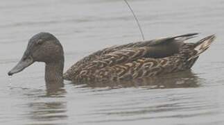 Canard des Hawaï