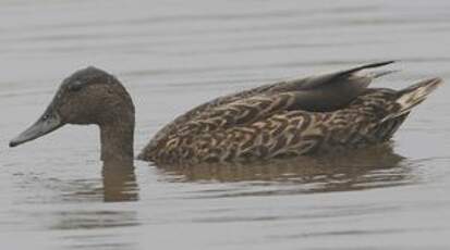 Canard des Hawaï