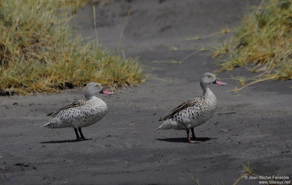 Canard du Cap