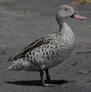 Cape Teal