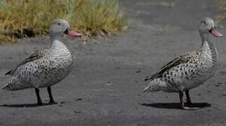 Cape Teal