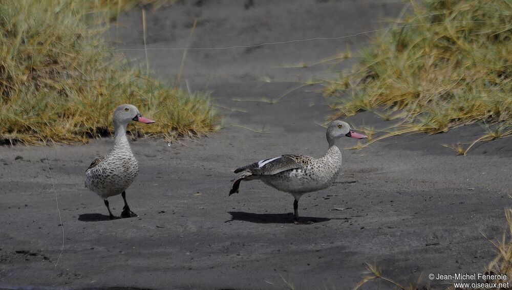 Canard du Cap