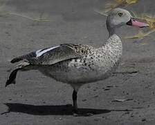 Cape Teal