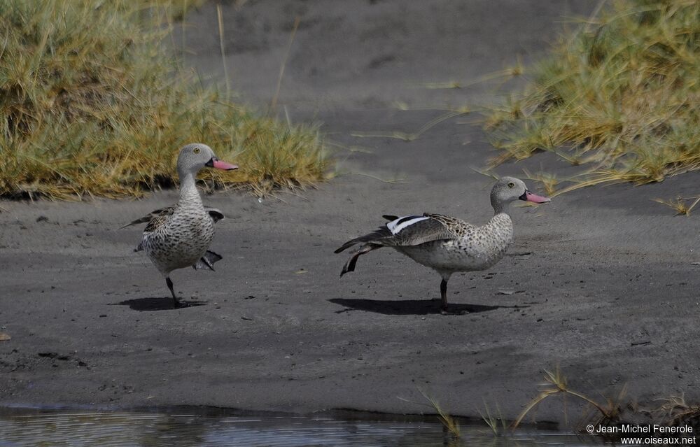 Cape Teal