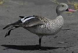 Cape Teal