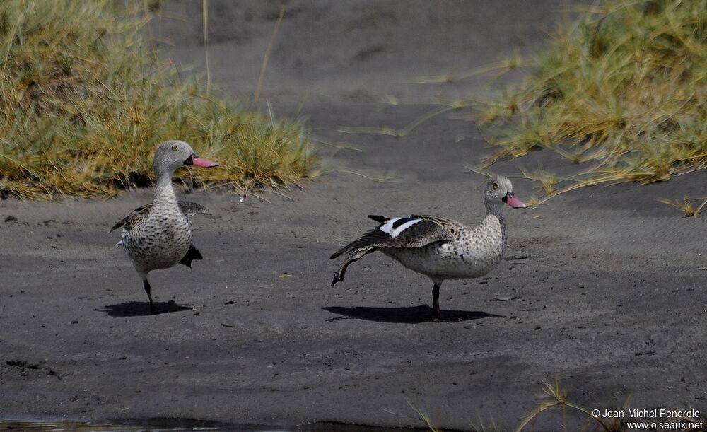 Cape Teal