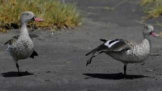 Cape Teal