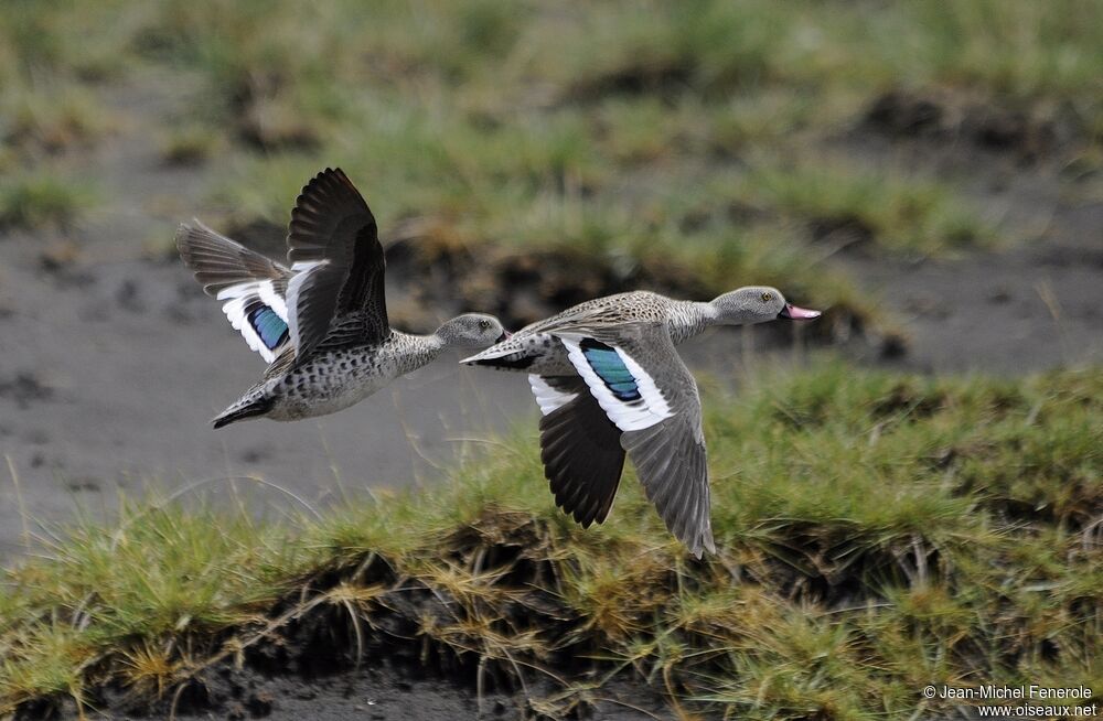 Cape Teal