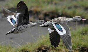 Cape Teal