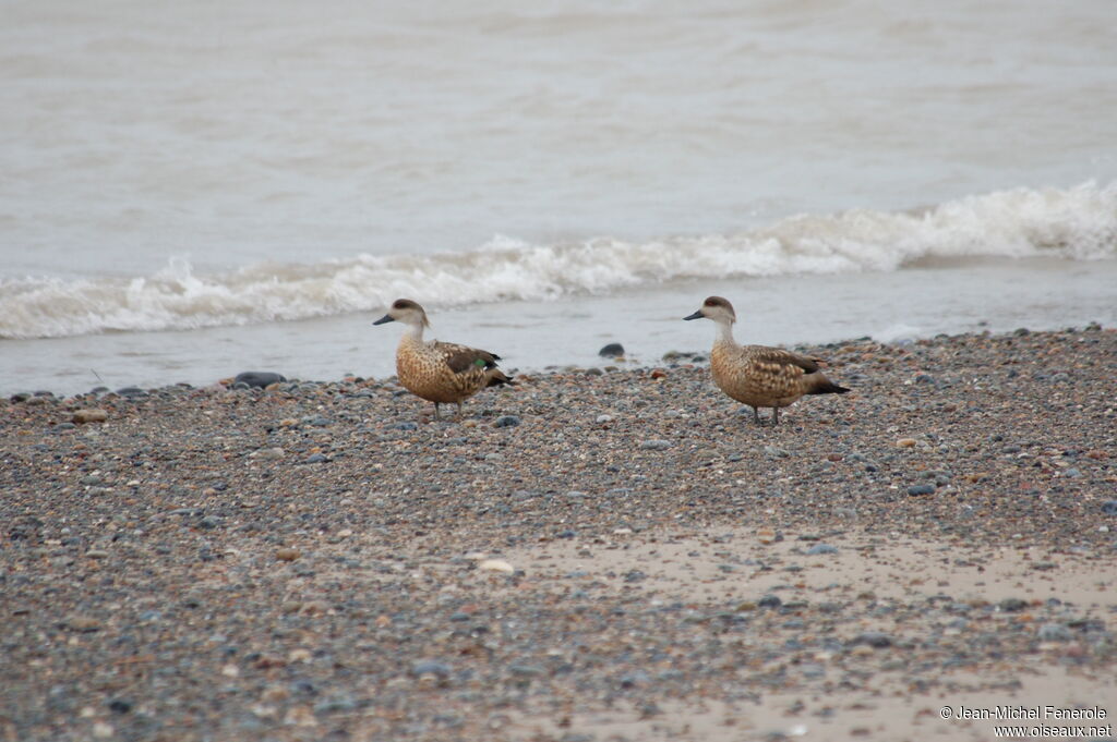 Crested Duck adult post breeding